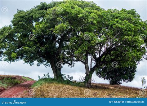 Two Beautiful Trees Stock Image Image Of Stone Floor 147535181