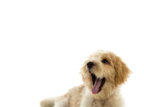 Check spelling or type a new query. Puppy dog isolated on white background Photo | Free Download