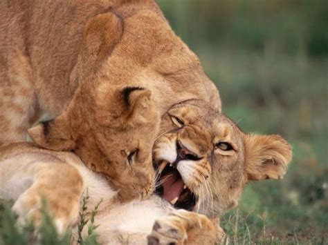Funny Lion Wallpaper Widescreen Funny Animal