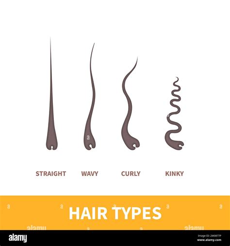 Hair Types Chart Set Of Strands Growth Patterns Stock Vector Image