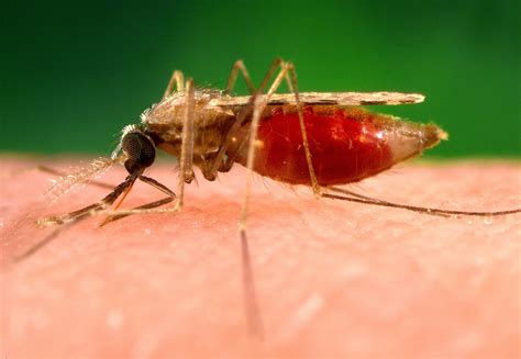 Free Picture Photograph Shows Anopheles Minimus Malaria Vector