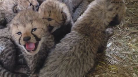 Two Cheetah Litters Born At National Zoo 6abc Philadelphia