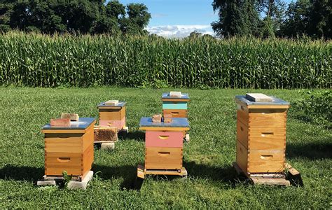 Backyard Beekeeping 101 All You Need To Know