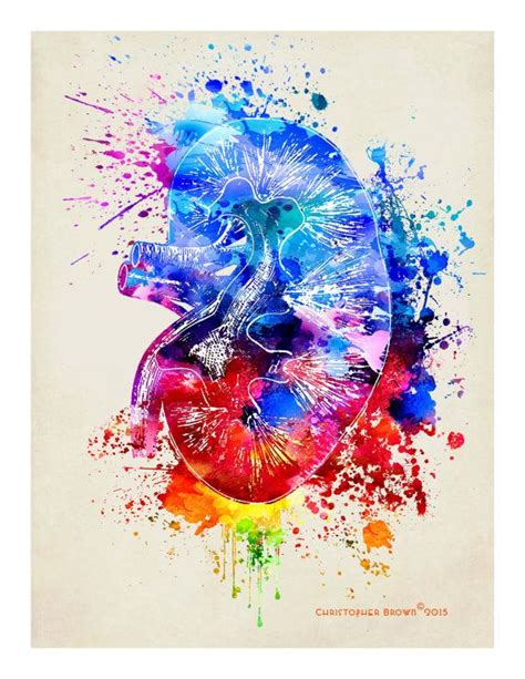 colorful anatomy art yahoo image search results en 2022 riñones dibujo arte de anatomía