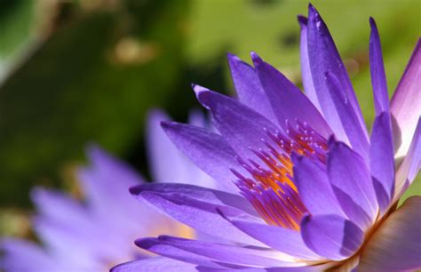 Find images of water lilies. Flower images water lily free stock photos download ...