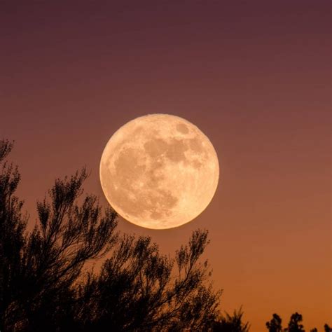 January S Wolf Moon Is A Time For Transformation See What It Means For Your Zodiac Sign