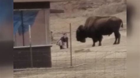 Woman Captures Dangerous Buffalo Encounter