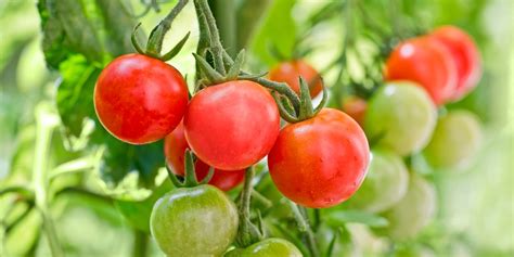 How To Grow Cherry Tomatoes Planting And Harvesting Cherry Tomato Plants