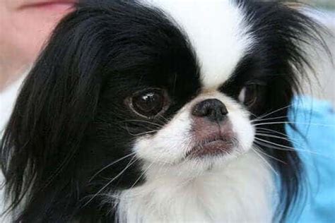 Meet The Noble Japanese Chin An Aristocratic Dog My Animals