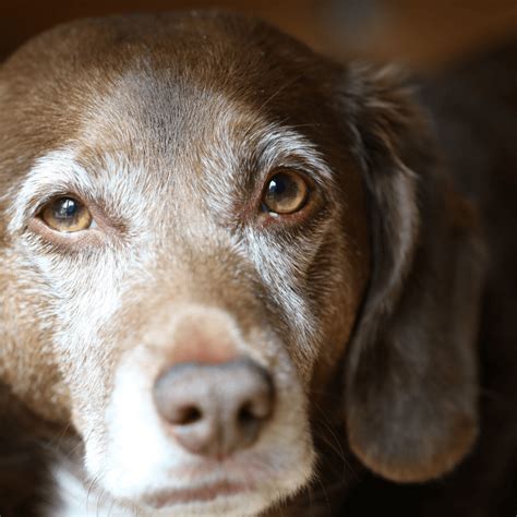 Why You Should Consider Adopting An Older Pet Colorado Animal Rescue