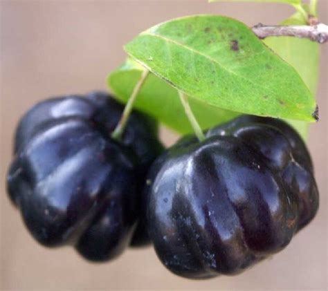 This species is native to the chicago. Polynesian Produce Stand : ~BLACK STAR~ cv Surinam Cherry ...