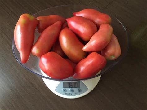 Tomate Banane Caractéristique Et Description De La Variété Plantation