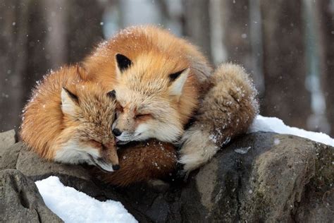Pin By Teagan Tromp On Bezaubernde Füchse Animals Pet Fox Cute Animals