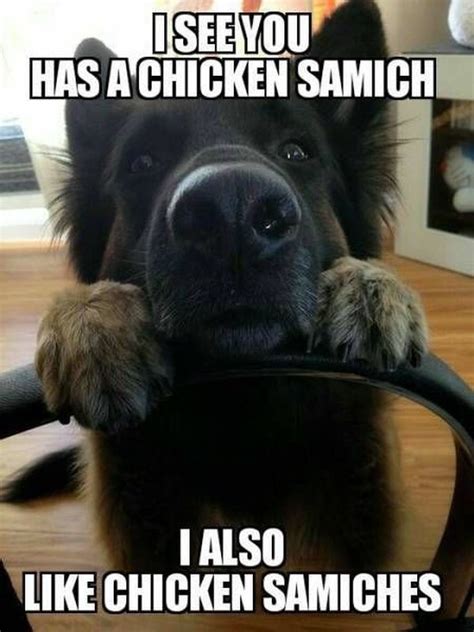 40 Funny And Cute Dog Memes That Will Cure Your Soul Funny Animals Daily Lol Pics