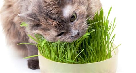 If you've got a furry lawn mower on your hands, we have the answer for you. Why do cats eat grass? - Templestowe Vet