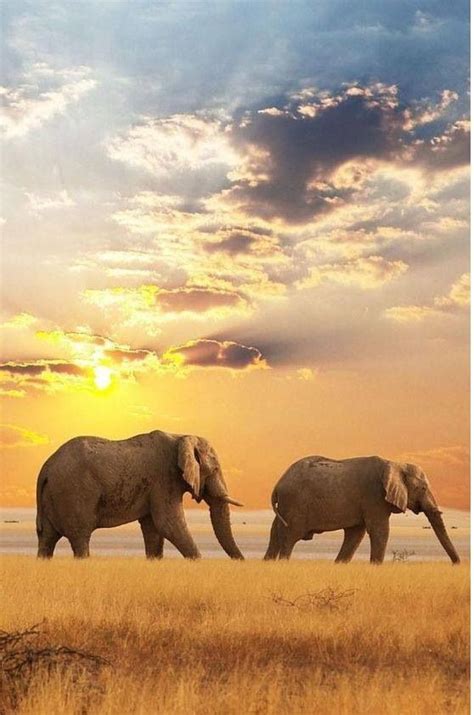 Pin By Linda Younes On Sunsets And Sunrise And Moons Elephant Pictures