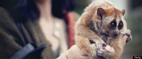 Illegal zoo seized from singapore apartment containing 32 exotic animals
