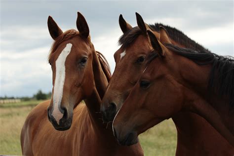Free Images Pasture Rein Stallion Mane Together Bridle Horses