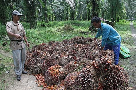(ssms) adalah perusahaan minyak kelapa sawit yang memiliki misi untuk mewujudkan potensi penuh dari minyak kelapa sawit. Hubungan Perdagangan Malaysia-China Menjamin Kemajuan ...