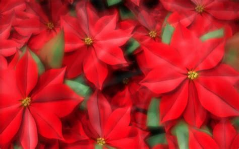 Perfect Poinsettias 3d Christmas Screensaver Latest Version Get Best