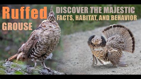 Discover The Majestic Ruffed Grouse Facts Habitat And Behavior