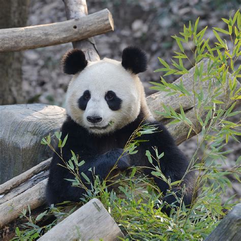 Live Virtual Encounter With Giant Pandas Ep 49 Cgtn