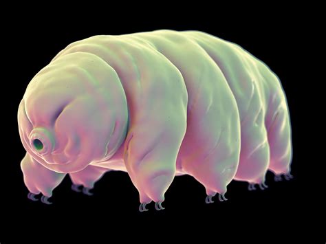 Tardigrades Will Stick Around For At Least Another 10 Billion Years