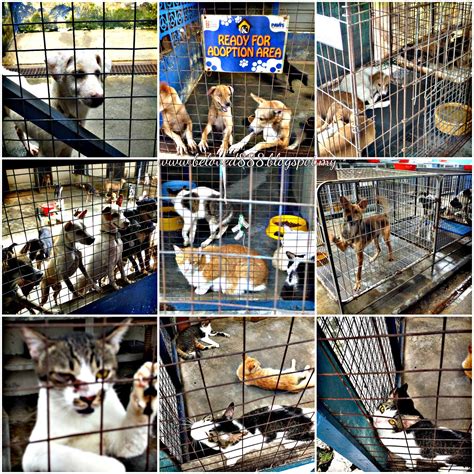 Make Their day with More Love (PAWS Animal Welfare Society) - Betty's