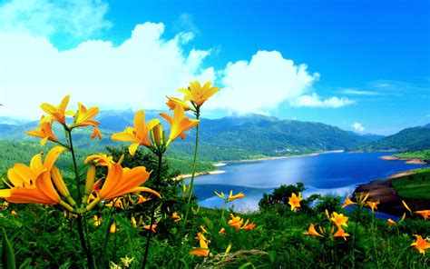 Spring Lily Yellow Flowers Lake Mountainnature Landscape Wallpaper Hd