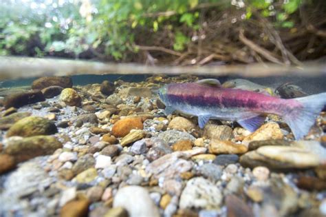 To biodiversity heritage library (17 publications) to fishbase. Free picture: fish, river, sockeye, salmon