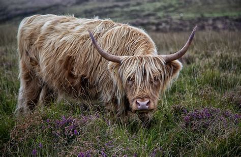 Highland Cow On Dartmoor By Buffalotom Ephotozine