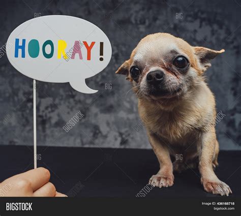 Funny Chihuahua Dog Image And Photo Free Trial Bigstock