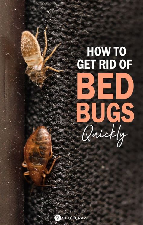 How To Get Rid Of Bed Bugs Quickly Rid Of Bed Bugs Bed Bugs