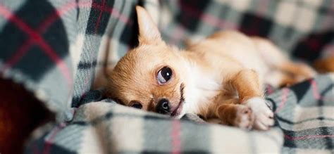 Having a new puppy can be so much fun. How To Stop A Puppy From Crying & Whining | Mypetzilla