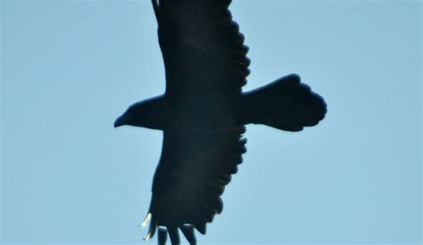 Raven In Flight Haines Alaska Alaska Wildlife Wild