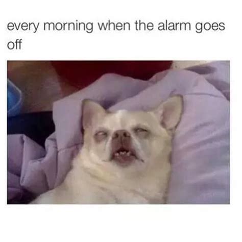 Every Morning When The Alarm Goes Off Funny