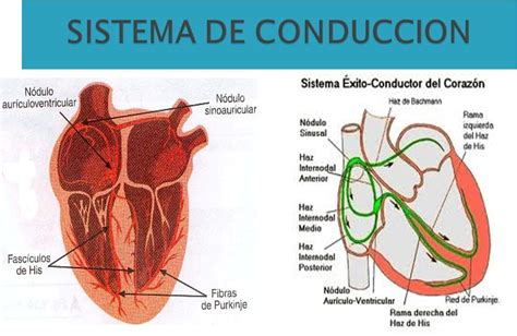 FisiologÍa Sistema De Conduccion