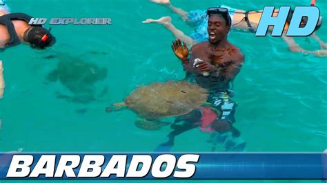 swimming with turtles barbados youtube