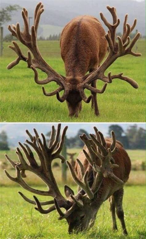 Amazing Discover One Of The Largest Deer Species In The World The Red