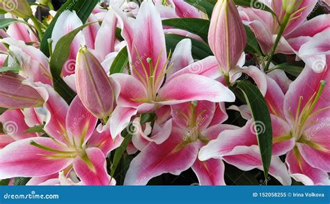 Lily Flower Lilium Is A Genus Of Herbaceous Flowering Plants Growing