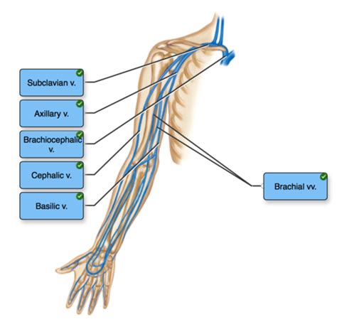 Upper Extremity Arteries And Veins