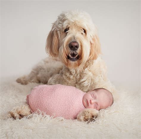 Is It Safe To Have A Newborn Around Dogs