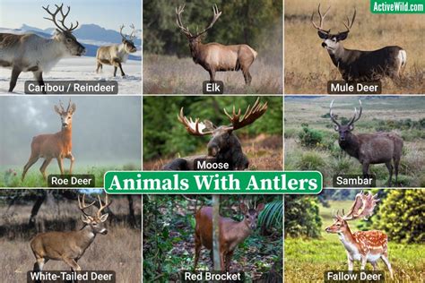 Animals With Antlers Examples Pictures And Interesting Antler Facts