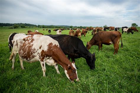 ‘grassland 20 Seeks To Transform Upper Midwest Agriculture Through