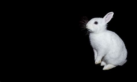Rabbit Isolated On A Black Background Stock Photo