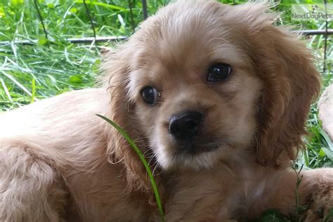 Being very loyal and friendly, they are not known to be an aggressive dog breed with cocker spaniels are generally healthy when properly cared for. Cocker Spaniel puppy for sale near Tuscarawas Co, Ohio ...