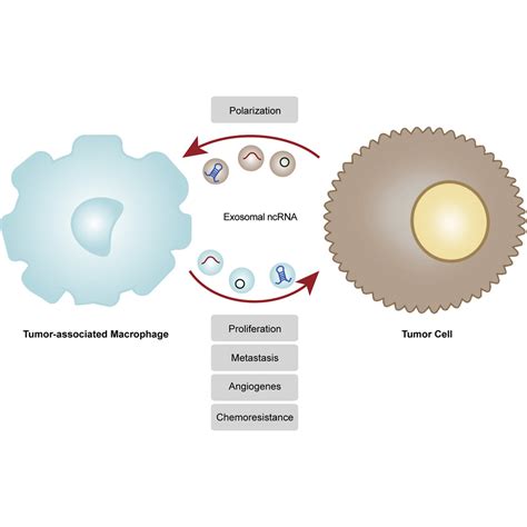 Role Of Exosomal Non Coding Rnas From Tumor Cells And Tumor Associated