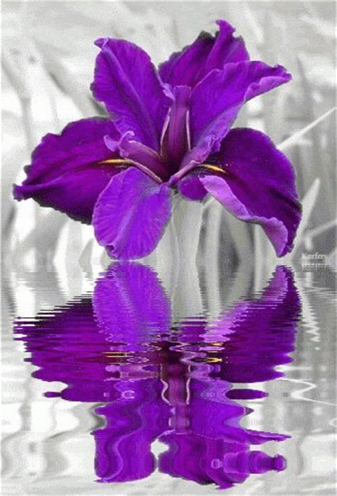 Animated Flower Water Reflections  Water Reflections Animations