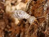 Reticulitermes Termites