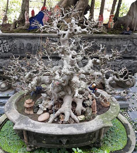 New to the art of bonsai? ปักพินโดย Szilvia Szijjas ใน Si bonsai ในปี 2020